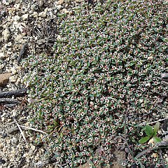 chamaesyce polycarpa